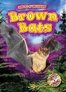 Brown Bats