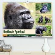 Flachlandgorillas in Apenheul (Premium, hochwertiger DIN A2 Wandkalender 2022, Kunstdruck in Hochglanz)