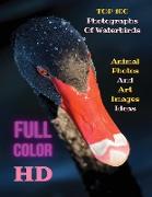 Top 100 Photographs of Waterbirds - Animal Photos and Art Images Ideas - Full Color HD: Artistic Pictures Of Water Birds - The Images Can Create Aware