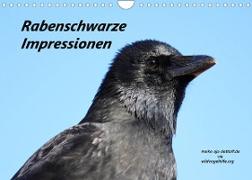 Rabenschwarze Impressionen - meike-ajo-dettlaff.de via wildvogelhlfe.org (Wandkalender 2022 DIN A4 quer)