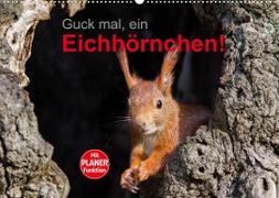 Guck mal, ein Eichhörnchen! (Wandkalender 2022 DIN A2 quer)