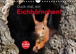 Guck mal, ein Eichhörnchen! (Wandkalender 2022 DIN A4 quer)