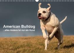 American Bulldog - alles Andere ist nur ein Hund (Wandkalender 2022 DIN A3 quer)