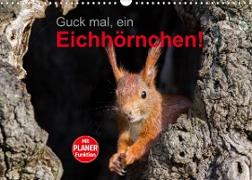 Guck mal, ein Eichhörnchen! (Wandkalender 2022 DIN A3 quer)