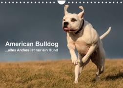 American Bulldog - alles Andere ist nur ein Hund (Wandkalender 2022 DIN A4 quer)