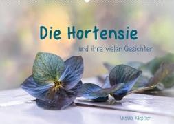 Die Hortensie und ihre vielen Gesichter (Wandkalender 2022 DIN A2 quer)