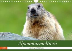 Alpenmurmeltiere in freier Wildbahn (Wandkalender 2022 DIN A4 quer)