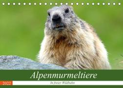 Alpenmurmeltiere in freier Wildbahn (Tischkalender 2022 DIN A5 quer)