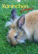 Kaninchen fotogen (Wandkalender 2022 DIN A4 hoch)