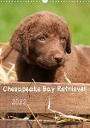 Chesapeake Bay Retriever 2022 (Wandkalender 2022 DIN A3 hoch)