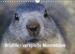 Wildlife - Verspielte Murmeltiere (Wandkalender 2022 DIN A4 quer)