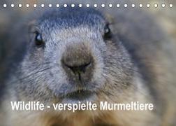 Wildlife - Verspielte Murmeltiere (Tischkalender 2022 DIN A5 quer)