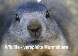 Wildlife - Verspielte Murmeltiere (Wandkalender 2022 DIN A3 quer)