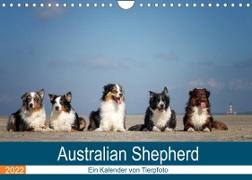 Australian Shepherd 2022 (Wandkalender 2022 DIN A4 quer)