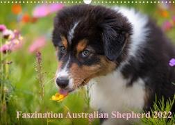 Australian Shepherd 2022 (Wandkalender 2022 DIN A3 quer)