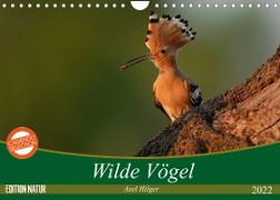 Wilde Vögel (Wandkalender 2022 DIN A4 quer)