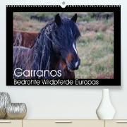 Garranos - Bedrohte Wildpferde Europas (Premium, hochwertiger DIN A2 Wandkalender 2022, Kunstdruck in Hochglanz)