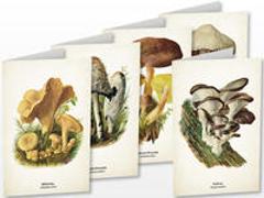 Kunstklappkarten „Pilze“