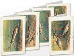 Kunstklappkarten „Süßwasserfische“