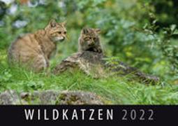 Wildkatzen 2022