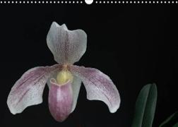 Frauenschuhe - die schönsten Orchideen der Welt (Wandkalender 2022 DIN A3 quer)