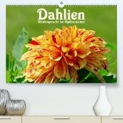 Dahlien - Blütenpracht im Spätsommer (Premium, hochwertiger DIN A2 Wandkalender 2022, Kunstdruck in Hochglanz)