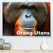 Orang-Utans (Premium, hochwertiger DIN A2 Wandkalender 2022, Kunstdruck in Hochglanz)