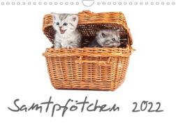 Samtpfötchen (Wandkalender 2022 DIN A4 quer)