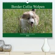 Border Collie Welpen - Kleine Wirbelwinde zum Verlieben (Premium, hochwertiger DIN A2 Wandkalender 2022, Kunstdruck in Hochglanz)