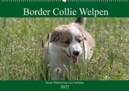 Border Collie Welpen - Kleine Wirbelwinde zum Verlieben (Wandkalender 2022 DIN A2 quer)