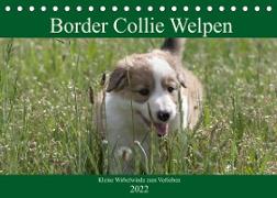 Border Collie Welpen - Kleine Wirbelwinde zum Verlieben (Tischkalender 2022 DIN A5 quer)