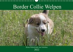 Border Collie Welpen - Kleine Wirbelwinde zum Verlieben (Wandkalender 2022 DIN A3 quer)