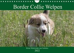 Border Collie Welpen - Kleine Wirbelwinde zum Verlieben (Wandkalender 2022 DIN A4 quer)