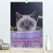 Britisch Kurzhaar Katzen - Planer (Premium, hochwertiger DIN A2 Wandkalender 2022, Kunstdruck in Hochglanz)