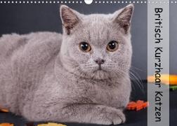 Britisch Kurzhaar Katzen (Wandkalender 2022 DIN A3 quer)