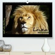 Welt der Katzen - Löwen (Premium, hochwertiger DIN A2 Wandkalender 2022, Kunstdruck in Hochglanz)