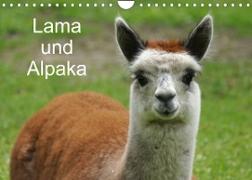 Lama und Alpaka (Wandkalender 2022 DIN A4 quer)