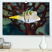 Fischzauber - Wundervolle Aquarienfische (Premium, hochwertiger DIN A2 Wandkalender 2022, Kunstdruck in Hochglanz)