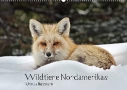 Wildtiere Nordamerikas (Wandkalender 2022 DIN A2 quer)