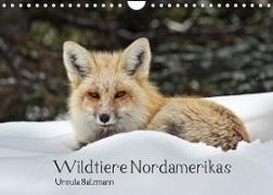 Wildtiere Nordamerikas (Wandkalender 2022 DIN A4 quer)