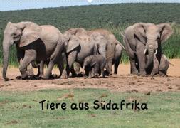 Tiere aus Südafrika (Wandkalender 2022 DIN A2 quer)