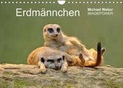 Erdmännchen - Tierkinder (Wandkalender 2022 DIN A4 quer)