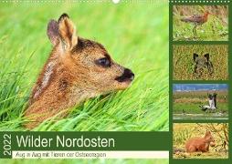 Wilder Nordosten - Aug in Aug mit Tieren der Ostseeregion (Wandkalender 2022 DIN A2 quer)