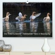 Die Entenballerina - freilebende Tiere in Bewegung (Premium, hochwertiger DIN A2 Wandkalender 2022, Kunstdruck in Hochglanz)