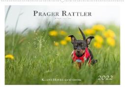 Prager Rattler - Black and Tan - Kleine Hunde ganz groß (Premium, hochwertiger DIN A2 Wandkalender 2022, Kunstdruck in Hochglanz)