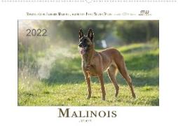 Malinois... was sonst! (Wandkalender 2022 DIN A2 quer)