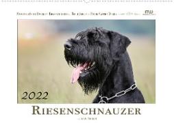 Riesenschnauzer... Treue Seelen (Premium, hochwertiger DIN A2 Wandkalender 2022, Kunstdruck in Hochglanz)