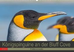 Königspinguine an der Bluff Cove (Premium, hochwertiger DIN A2 Wandkalender 2021, Kunstdruck in Hochglanz)