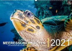 Einblicke in die Welt der Meeresschildkröten (Wandkalender immerwährend DIN A2 quer)