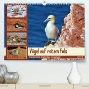 Vögel auf rotem Fels - Helgolands grandiose Vogelwelt (Premium, hochwertiger DIN A2 Wandkalender 2021, Kunstdruck in Hochglanz)